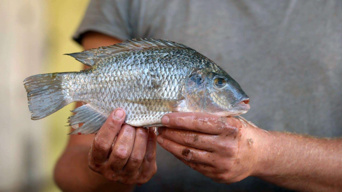 Innovación israelí alimentará al mundo con peces muy grandes