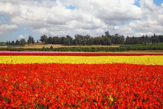 Cultivo de flores en el desierto de Aravá