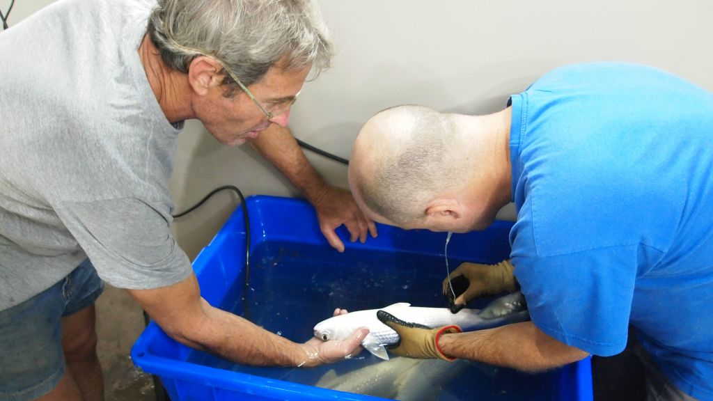 El Dr. Gilad Heinisch de Latimeria. Derecha, e Itai Ivry controlando los ovarios de peces (Cortesía)