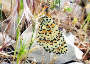 Mariposa desconocida encontrada escondida a simple vista en Israel