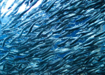 Latimeria, agua de mar artificial para mejorar cría de peces