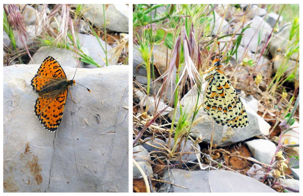 El fritillary de Acentria (Melitaea acentria), una nueva especie de la mariposa descubierta en Israel en las cuestas de la estación de esquí popular del monte Hermon. (Foto: Dr. Vladimir Lukhtanov)