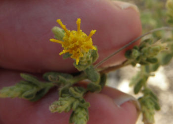 Una flor que crece en Israel es eficaz para el tratamiento de la diabetes