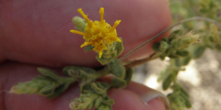 Una flor que crece en Israel es eficaz para el tratamiento de la diabetes