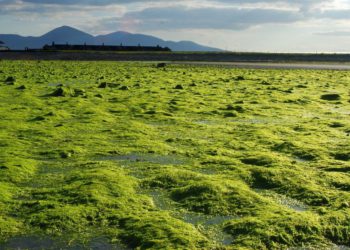 Israel produce nuevo superalimento: algas orgánicas cultivadas en el desierto - Seakura
