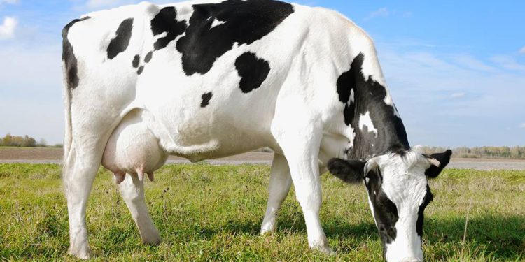 Las vacas israelíes son las mejores productoras de leche del mundo