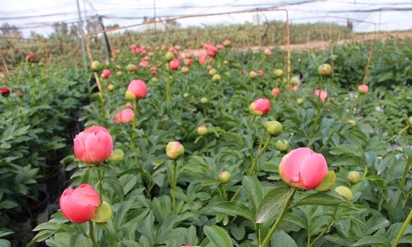 Flores cultivadas en el desierto israelí del Aravá.