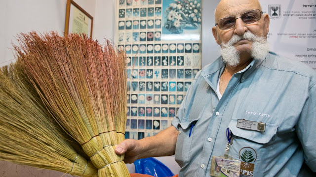 Shuki Kedmi, jefe de Protección de Plantas y Servicios de Inspección con un par de escobas confiscadas. Las escobas contienen semillas con un virus que atacan a todos los árboles de hoja ancha. [Foto: Ofer Vaknin]