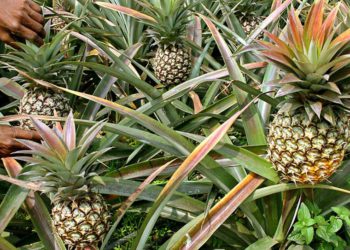 Se abre la primera granja de piña en Gaza