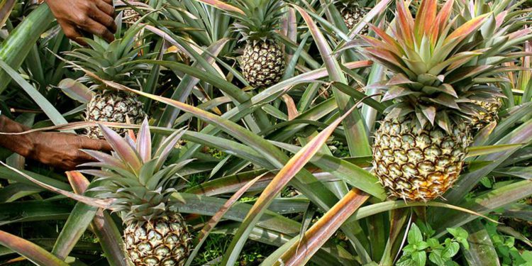 Se abre la primera granja de piña en Gaza