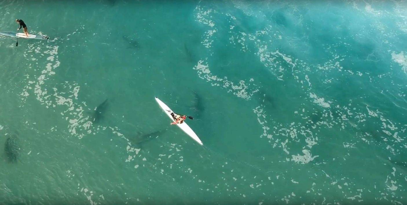 Nadar con tiburones. Los humanos son los peligrosos. Out of the Blu / Ran Golan