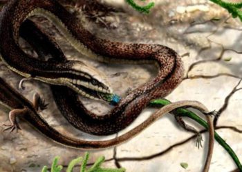 Descubren fósil de una serpiente prehistórica con cuatro patas