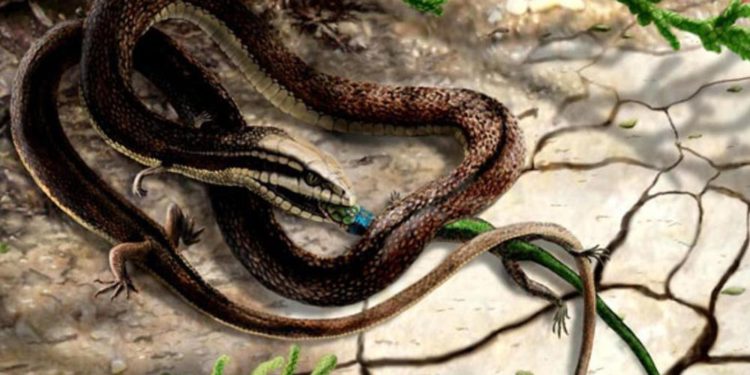 Descubren fósil de una serpiente prehistórica con cuatro patas