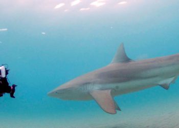 ¿Qué está atrayendo a decenas de tiburones hembra a la costa de Israel cada año?