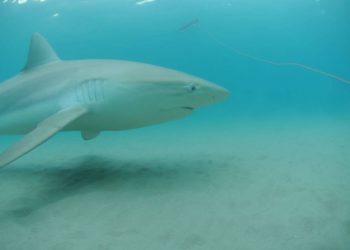 Un tiburón en las aguas frente a la costa de Israel en la playa de Hadera. (Foto: Ron Golan)