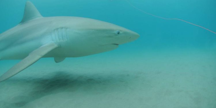 Un tiburón en las aguas frente a la costa de Israel en la playa de Hadera. (Foto: Ron Golan)