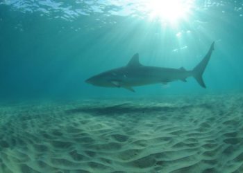 Los tiburones vuelven a las costas de Israel