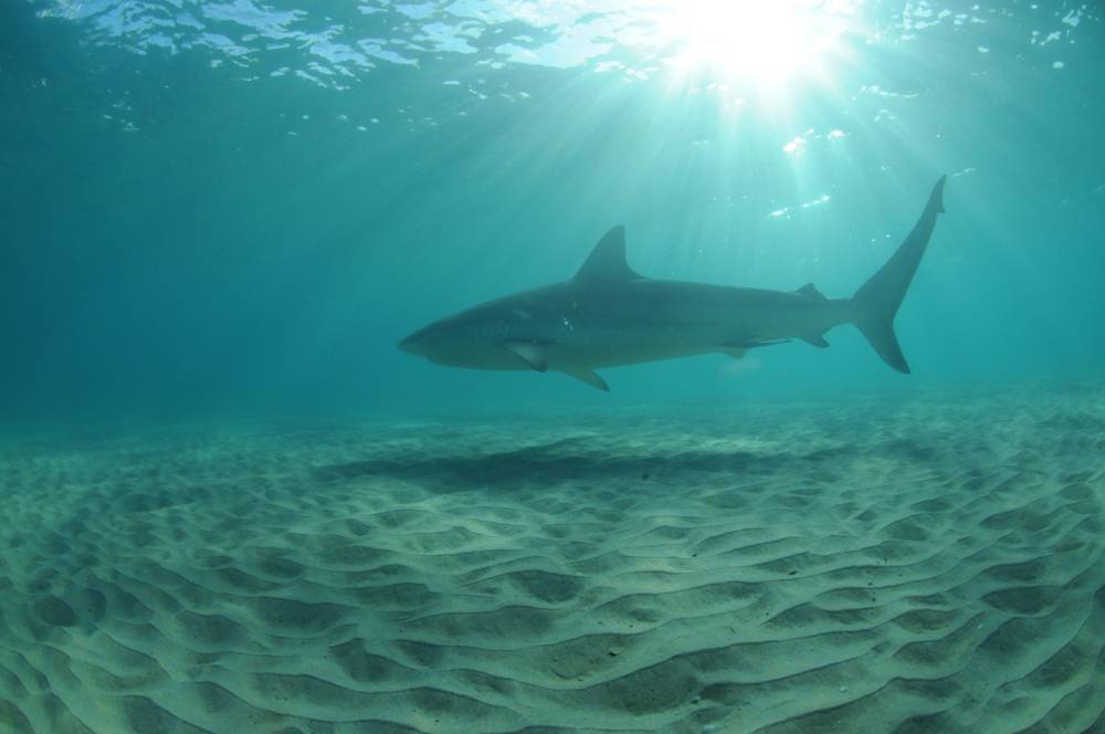 Un tiburón frente a la costa de Israel en la playa de Hadera. /Foto: Ron Golan)