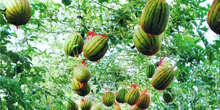 Israel recibe la aprobación para iniciar las exportaciones de frutas y verduras a los Emiratos Árabes Unidos