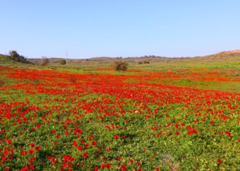 https://israelnoticias.1eye.us/tecnologia/israel-biotecnologia-nibn-neguev/