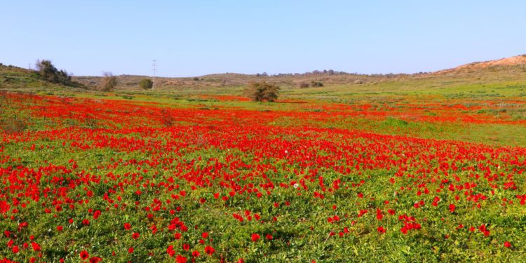 https://israelnoticias.1eye.us/tecnologia/israel-biotecnologia-nibn-neguev/