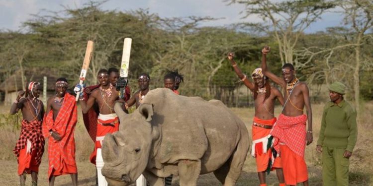 El último macho de rinoceronte blanco septentrional muere en Kenia