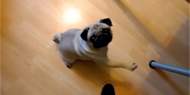 Hombre que enseñó a perro saludo nazi declarado culpable de delito de odio