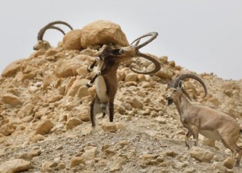 Los íbices machos traban sus cuernos en el desierto de Judea