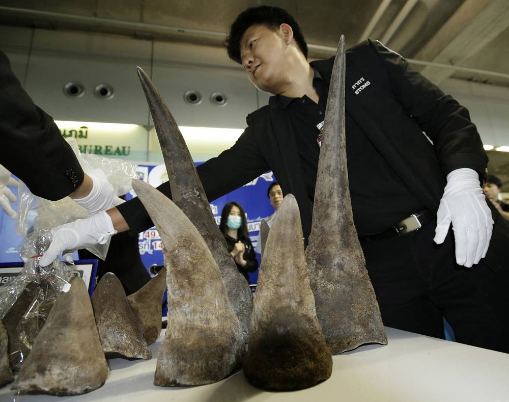 Representante de la aduana tailandesa sostiene cuernos de rinoceronte durante una conferencia de prensa en la oficina de aduanas en el aeropuerto de Suvarnabhumi, Bangkok, Tailandia, 14 de marzo de 2017. (AP Photo / Sakchai Lalit)