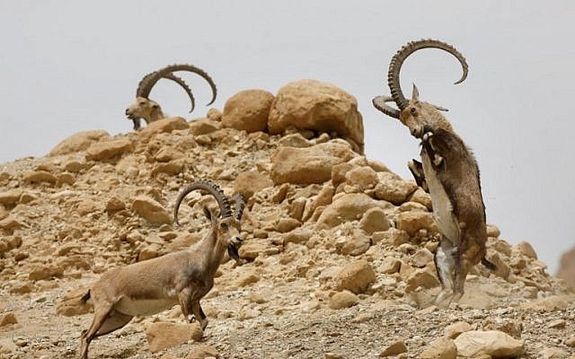 Íbices luchan entre sí durante el ciclo Estral de la especie en la reserva natural de Ein Gedi a lo largo del Mar Muerto en el desierto de Judea el 24 de marzo de 2018. (AFP PHOTO / MENAHEM KAHANA)