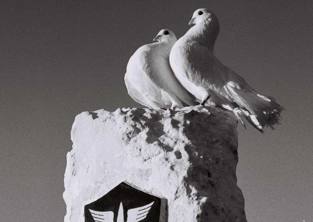 Las palomas se sientan encima de un monumento conmemorativo para palomas mensajeras militares israelíes, en la base militar de Tzrifin en el centro de Israel, en esta foto de archivo del 4 de octubre de 1950 publicada por la Oficina de Prensa del Gobierno israelí (GPO) y obtenida por Reuters el 1 de abril de 2018. REUTERS / GPO / Fritz Cohen / Archivo