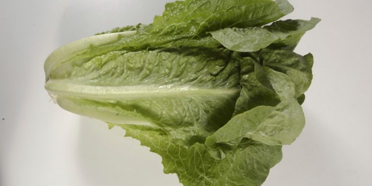 Plaga de la lechuga romana enferma a 98 personas en 22 estados de EE. UU.