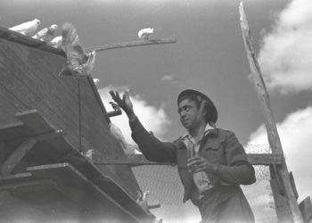Palomas, guerreros alados que ayudaron a Israel en la victoria hace 70 años