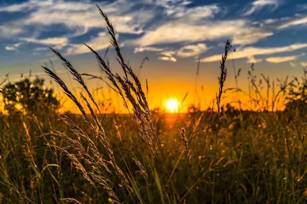 La agricultura mundial se beneficiará del análisis de las imágenes generadas por el satélite israelí (https://pxhere.com/en/photo/1407864)