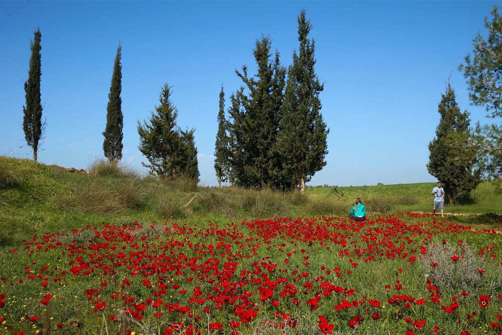 Imagen ilustrativa de las flores de anémona que florecen en el parque Be'eri, en el sur de Israel, durante un cálido fin de semana del 24 de enero de 2015. (Nati Shohat / Flash 90)