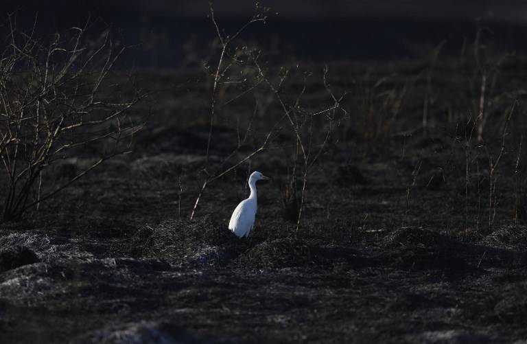 Una garcilla vista en un campo quemado junto al Kibbutz Beeri cerca de la frontera entre Israel y la Franja de Gaza el 18 de junio de 2018 (AFP PHOTO / MENAHEM KAHANA)