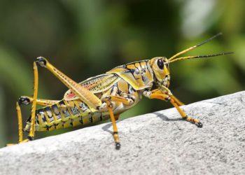 Agricultor israelí intenta poner saltamontes en el menú del mundo