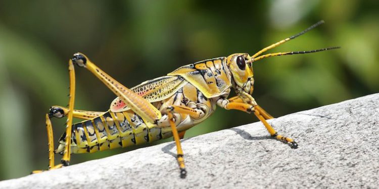 Agricultor israelí intenta poner saltamontes en el menú del mundo