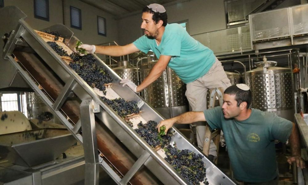 Enólogos judíos inspeccionan las uvas en una bodega en el poblado judío de Gush Etzion en Judea y Samaria, 8 de septiembre de 2014. (Gershon Elinson / FLASH 90)