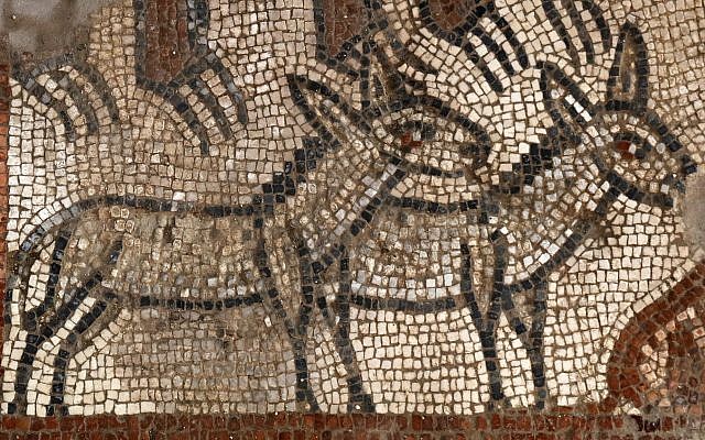 Un par de burros en la escena del Arca de Noé en la excavación de Huqoq. (Jim Haberman vía UNC-Chapel Hill)