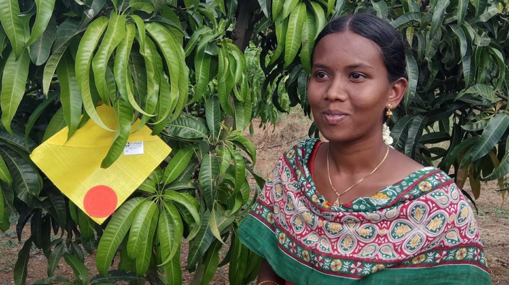 Biofeed's CropShield atrae a un árbol de mango en Tamil Nadu, India. Foto cortesía