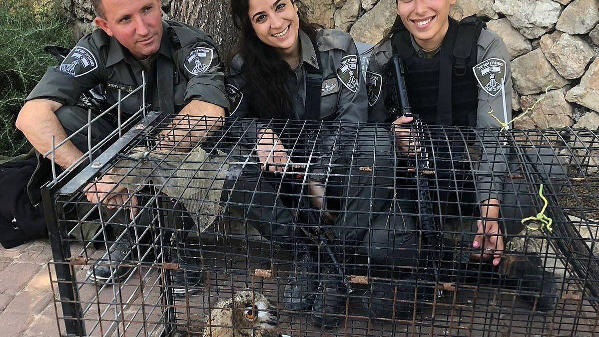 Policía rescata enorme búho atrapado en valla de seguridad cerca de Jerusalem