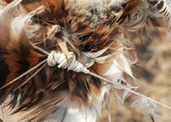PETA condena el uso de halcones como armas de guerra por Hamas