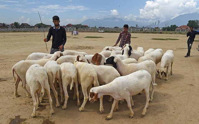 Un vendedor de ganado de Cachemira vende ovejas antes de la fiesta musulmana de Eid al-Adha en Srinagar el 17 de agosto de 2018. (AFP / Tauseef Mustafa)