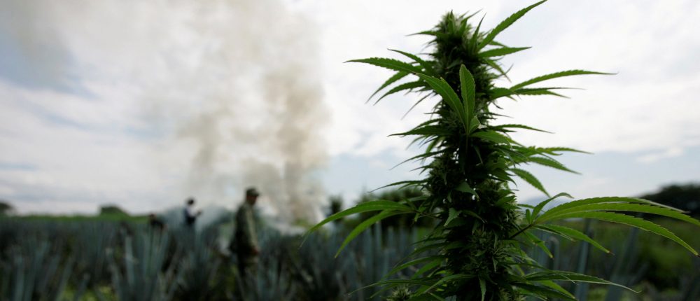 Cannabis (STRINGER/ REUTERS)