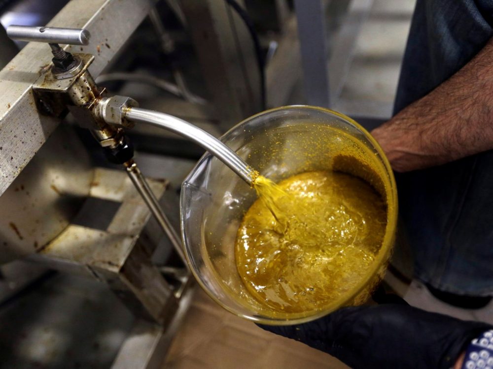 Hacer aceite de cannabis en Oregon (Don Ryan / AP)