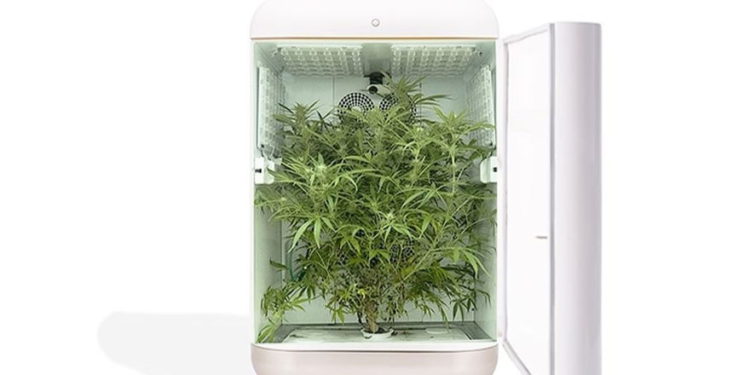 Empresas israelíes se unen para crear kits para cultivar cannabis medicinal en el hogar