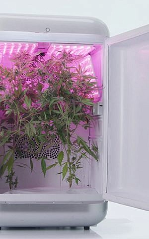 Una ilustración de la tecnología de Seedo para el cultivo automatizado de Cannabis. (Seedo)
