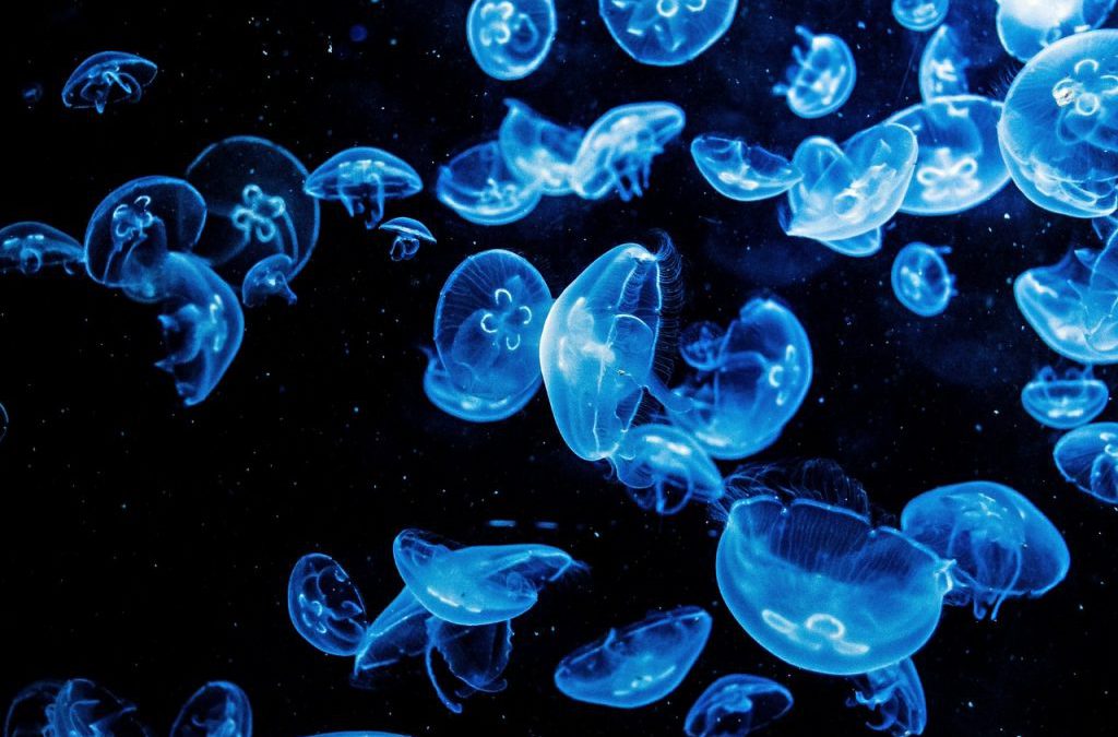 Un enjambre de medusas. Foto de Kiara Sztankovics en Unsplash