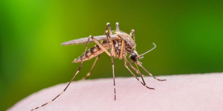 68 israelíes hospitalizados con fiebre del Nilo Occidental